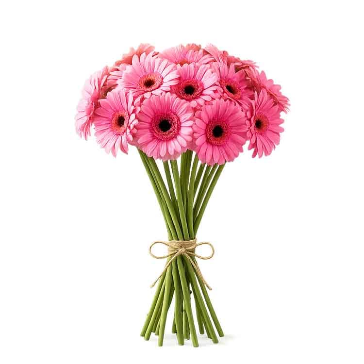 Pembe Gerbera Buketi – 20 Dal